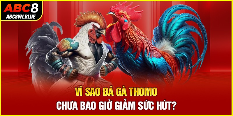 Vì sao Đá gà Thomo chưa bao giờ giảm sức hút?